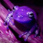 Extremely_purple