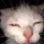 High_on_catnips