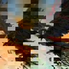 Vile_Thieving_Bird