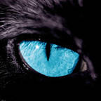 Panther77