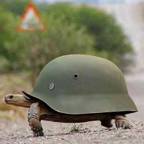 MedievalTurtle